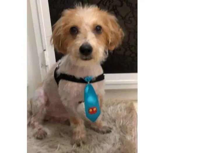 Cachorro ra a Srd idade 7 a 11 meses nome Nik