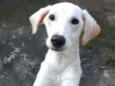 Kiara