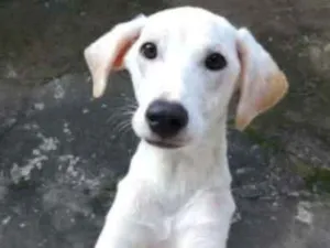 Cachorro raça SRD idade 7 a 11 meses nome Kiara