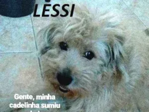 Cachorro raça Vira-Lata (poodle) idade 6 ou mais anos nome Lessi GRATIFICA