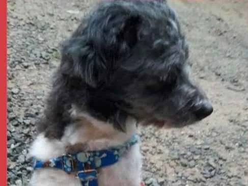 Cachorro ra a Misturada com vira lata idade 3 anos nome Billy
