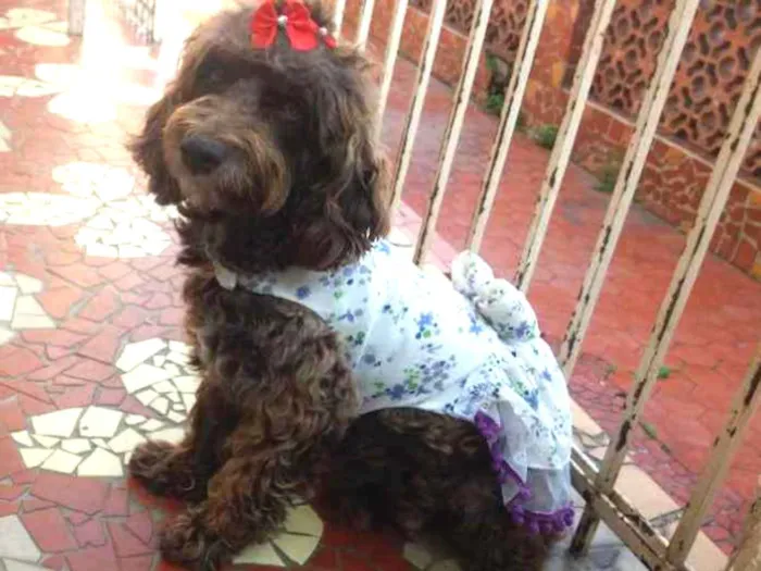 Cachorro ra a Poodle  idade 2 anos nome Star 