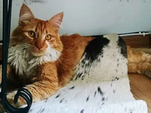 Gato raça SRD idade 2 anos nome Noah
