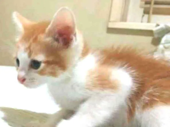 Gato ra a SRD idade Abaixo de 2 meses nome Sem nome