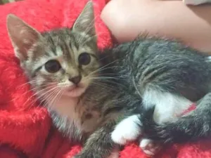 Gato raça SRD idade Abaixo de 2 meses nome Sem nome