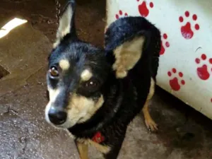 Cachorro raça  idade 3 anos nome Baby 