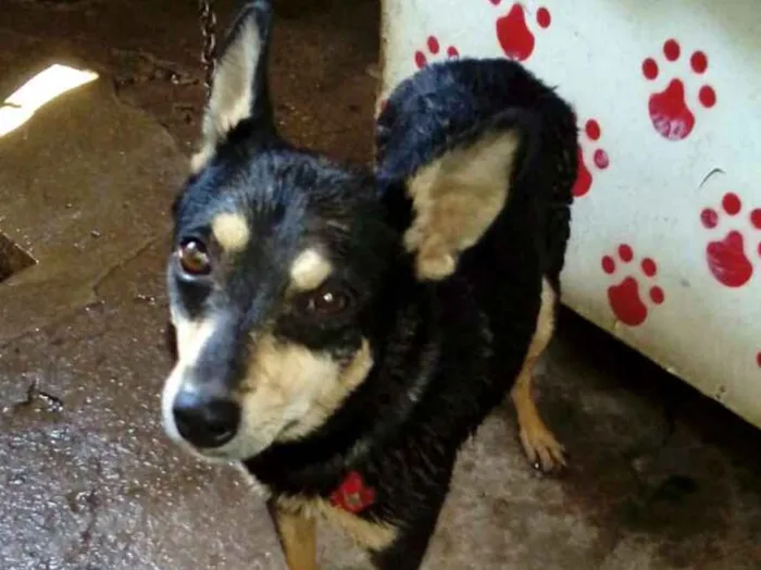 Cachorro raça  idade 3 anos nome Baby 