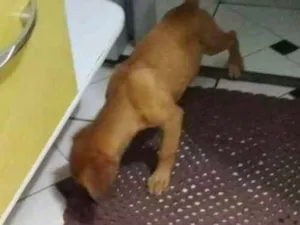Cachorro raça Vira lata idade 5 anos nome Bob /jully