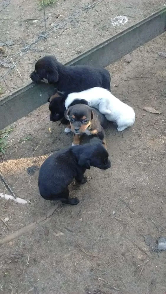 Cachorro raça Srd idade Abaixo de 2 meses nome Pititicos