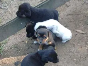 Cachorro raça Srd idade Abaixo de 2 meses nome Pititicos