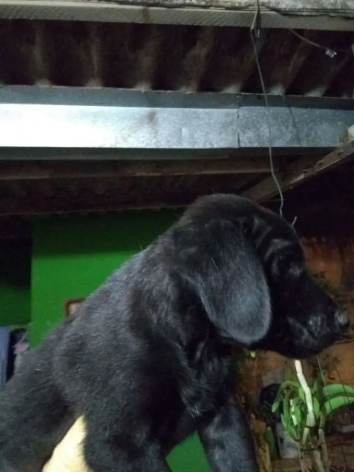 Cachorro ra a Vira lata com shoushou idade 2 a 6 meses nome Tizil