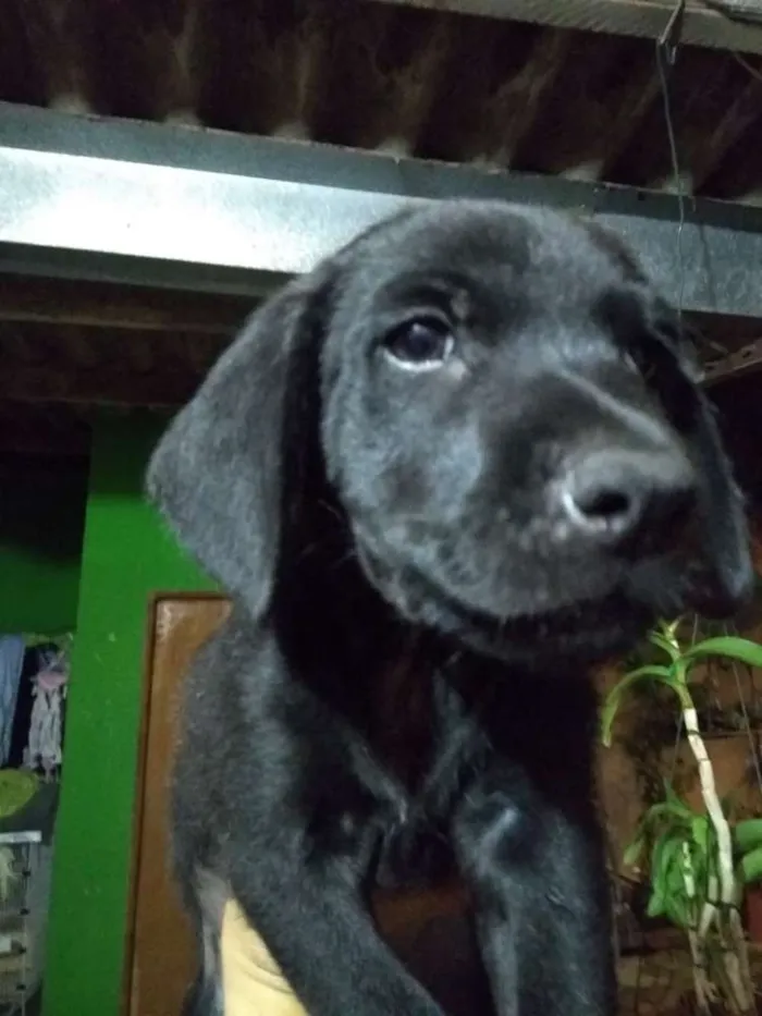 Cachorro ra a Vira lata com shoushou idade 2 a 6 meses nome Tizil