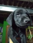 Tizil