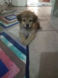 Mel