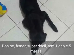 Cachorro raça Mistura de labrador idade 1 ano nome Maya