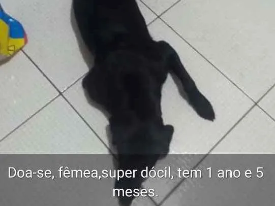 Cachorro ra a Mistura de labrador idade 1 ano nome Maya