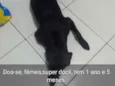 Maya