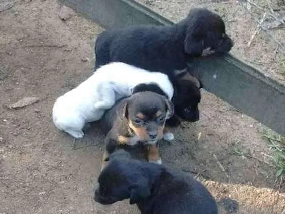Cachorro raça Srd idade Abaixo de 2 meses nome Pititicos