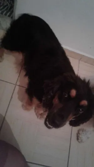 Cachorro raça Mistura de Coquer  com rothiva idade 4 anos nome Linda 