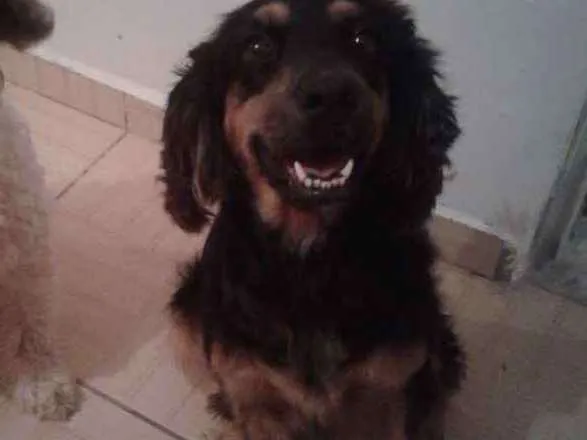 Cachorro ra a Mistura de Coquer  com rothiva idade 4 anos nome Linda 