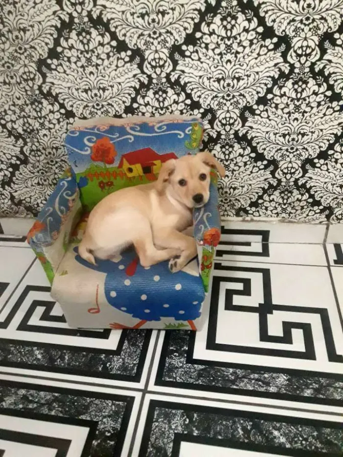 Cachorro ra a Vira lata idade 2 a 6 meses nome Akira