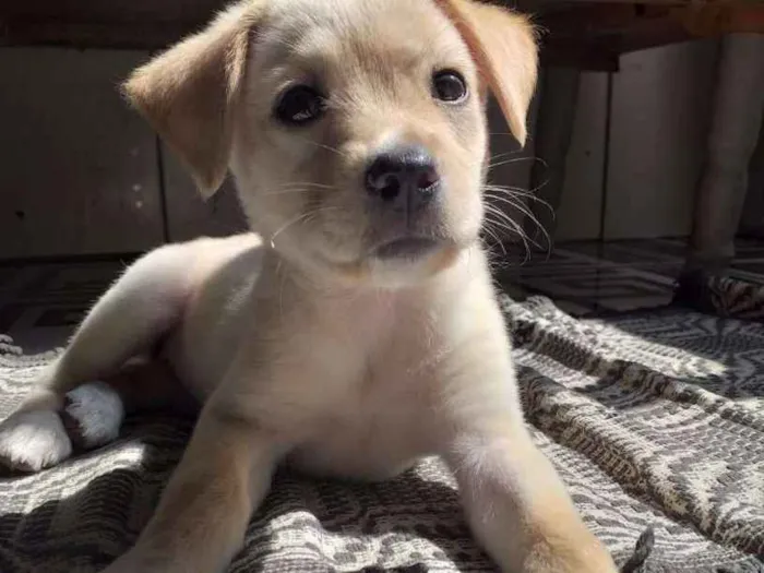 Cachorro ra a Vira lata idade 2 a 6 meses nome Akira