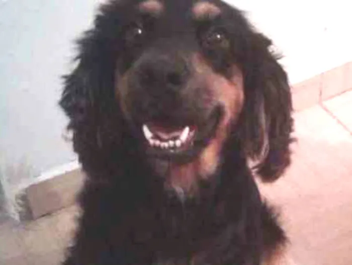 Cachorro ra a Mistura de Coquer  com rothiva idade 4 anos nome Linda 