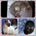 Tina, Kelly e Surya