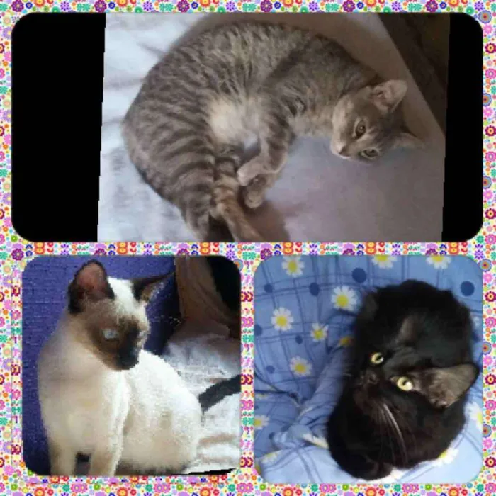 Gato raça SRD idade 2 anos nome Tina, Kelly e Surya