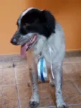Scar