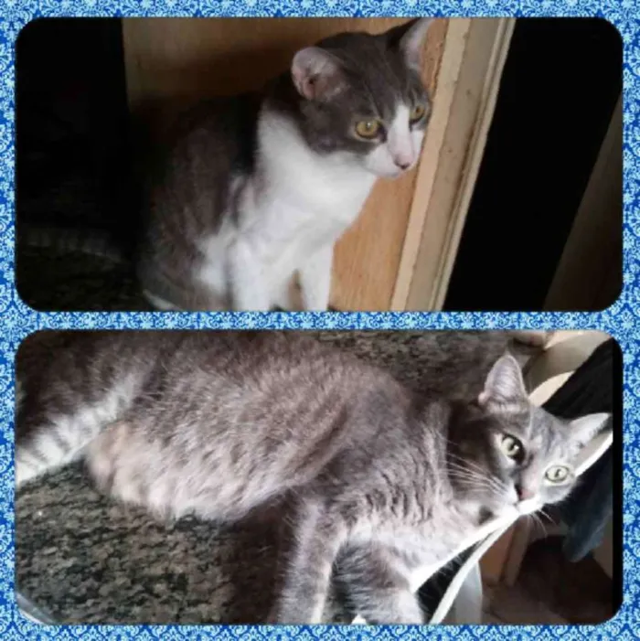 Gato raça SRD  idade 1 ano nome Zeca e Zequinha 