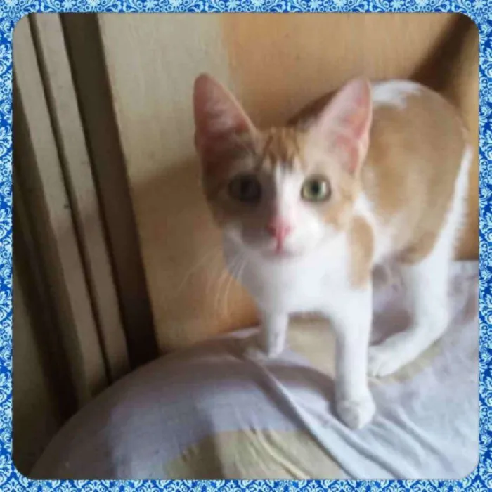 Gato raça SRD  idade 2 a 6 meses nome Sem nome. 