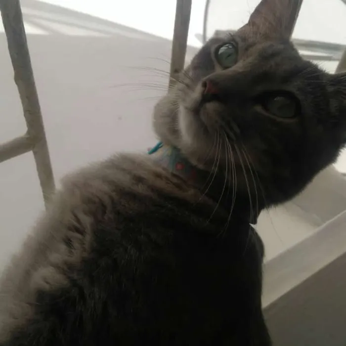 Gato raça SRD idade 1 ano nome Louise