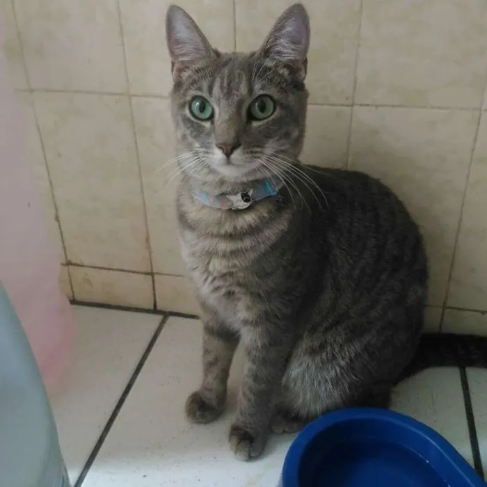 Gato raça SRD idade 1 ano nome Louise