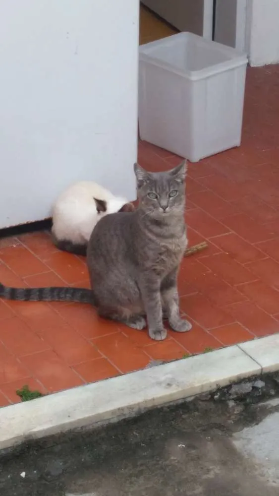 Gato raça SRD idade 1 ano nome Louise