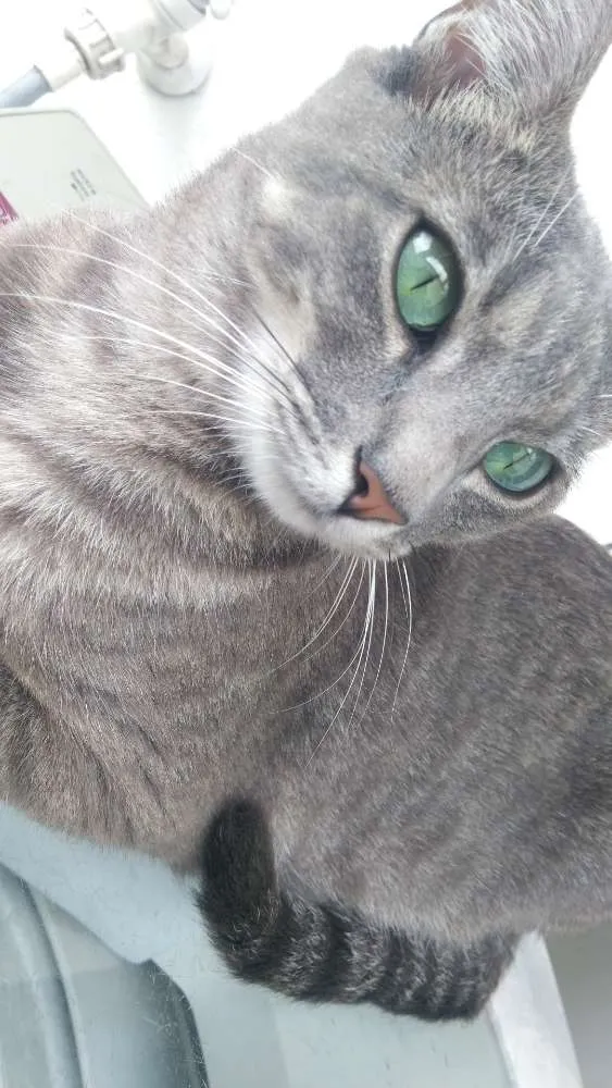 Gato raça SRD idade 1 ano nome Louise