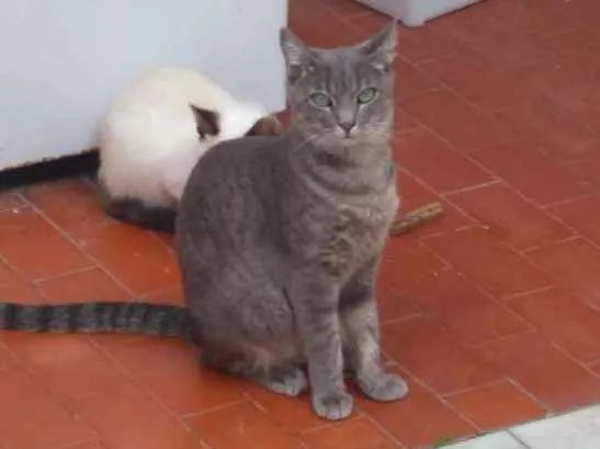 Gato raça SRD idade 1 ano nome Louise