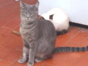 Gato raça SRD idade 1 ano nome Louise