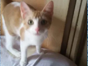 Gato raça SRD  idade 2 a 6 meses nome Sem nome. 