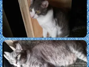Gato raça SRD  idade 1 ano nome Zeca e Zequinha 