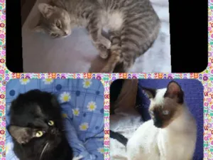 Gato raça SRD idade 2 anos nome Tina, Kelly e Surya