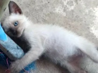 Gato ra a Cianes idade Abaixo de 2 meses nome Cindy