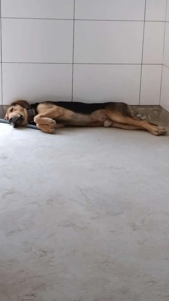 Cachorro raça Indefinida, mistura de bigou  idade 2 anos nome Sargento