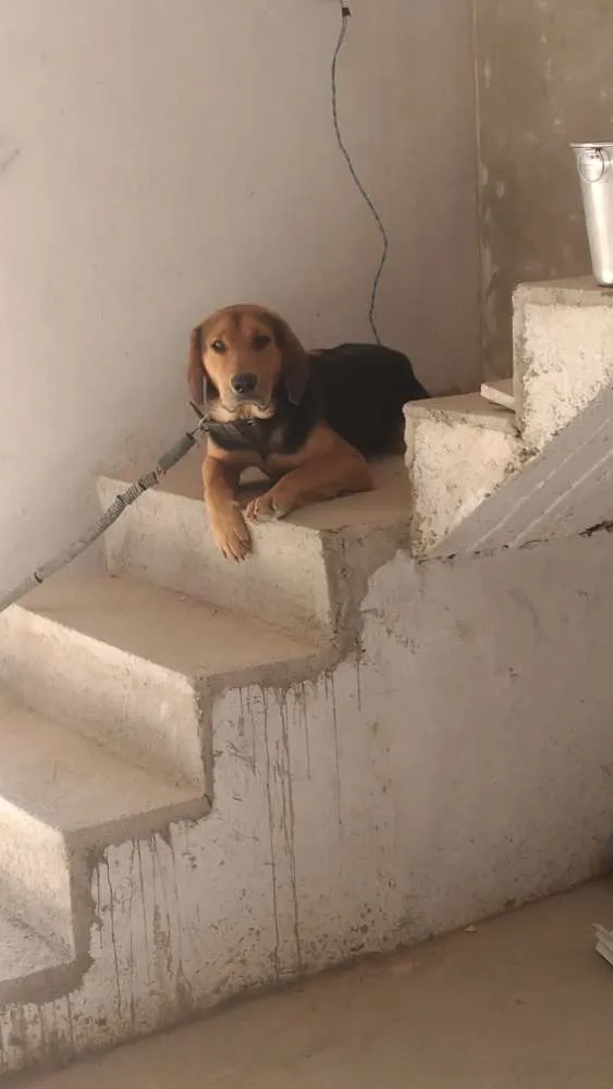 Cachorro raça Indefinida, mistura de bigou  idade 2 anos nome Sargento