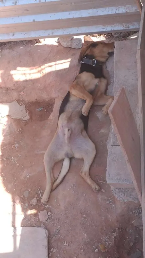 Cachorro raça Indefinida, mistura de bigou  idade 2 anos nome Sargento