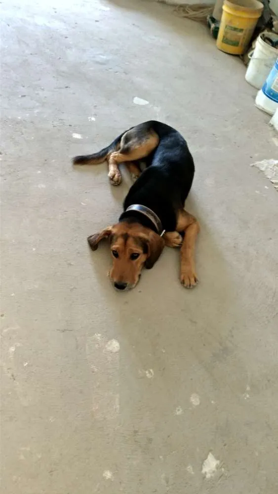 Cachorro raça Indefinida, mistura de bigou  idade 2 anos nome Sargento