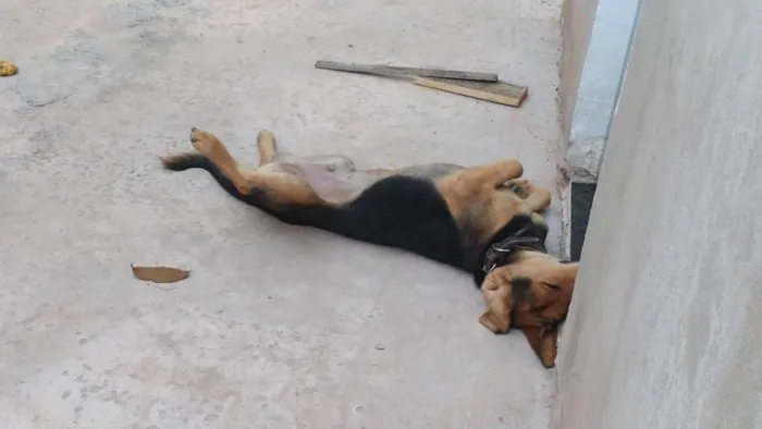 Cachorro raça Indefinida, mistura de bigou  idade 2 anos nome Sargento