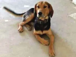 Cachorro raça Indefinida, mistura de bigou  idade 2 anos nome Sargento