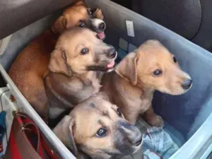 Cachorro raça SRD idade 2 a 6 meses nome A definir