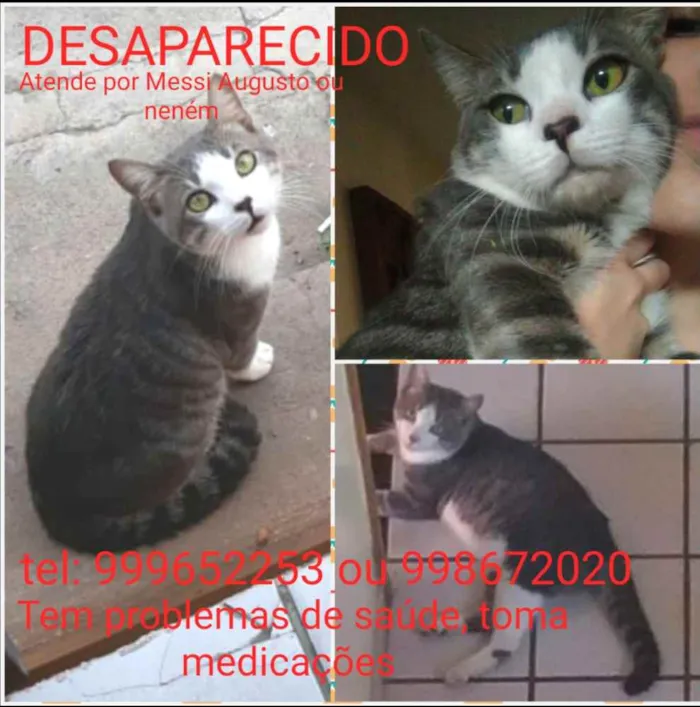 Gato ra a Srd idade 1 ano nome Messi ou neném 